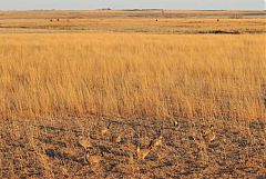 Lesser Prairie-Chicken